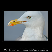 Portret van een Zilvermeeuw, Larus argentatus