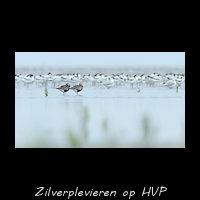 Zilverplevieren op hoogwatervluchtplaats