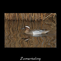 Zomertaling, Spatula querquedula