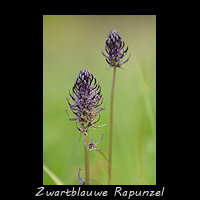 Zwartblauwe Rapunzel