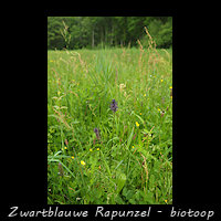 Zwartblauwe Rapunzel