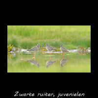 Zwarte ruiter juveniel