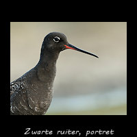 Zwarte ruiter, Tringa erythropus - portret