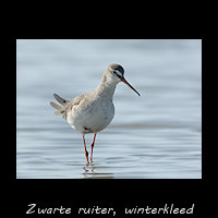 Zwarte ruiter winter