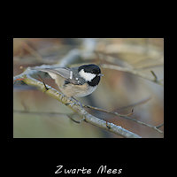 Zwarte Mees, Periparus ater