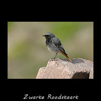 Zwarte Roodstaart, Phoenicurus ochruros