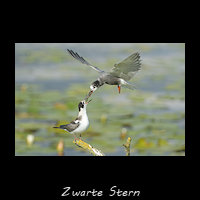 Zwarte Stern, Chlidonias niger